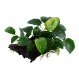 Anubias barteri sp. op hout XL