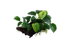 Anubias barteri sp. op hout XL