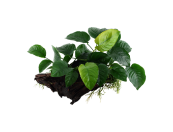 Anubias barteri sp. op hout XL