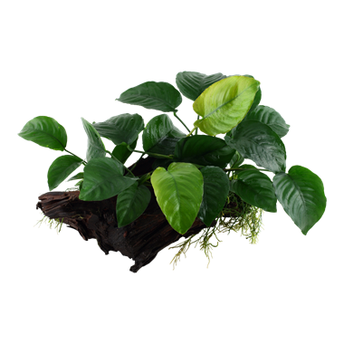 Anubias barteri sp. op hout XL
