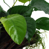Anubias barteri sp. op hout XL
