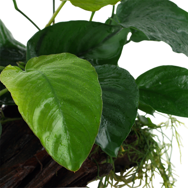 Anubias barteri sp. op hout XL