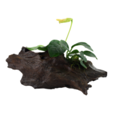 Anubias Barteri Var. Nana on wood