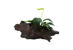 Anubias Barteri Var. Nana on wood