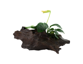 Anubias Barteri Var. Nana on wood