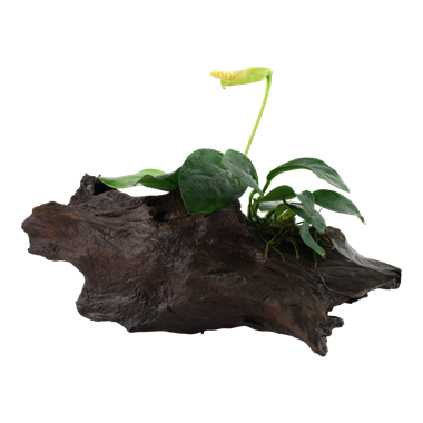 Anubias barteri var. nana op hout