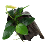 Anubias Barteri Var. Nana on wood