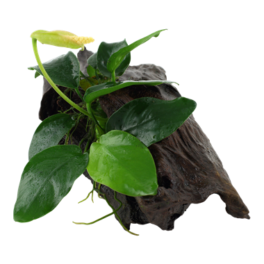 Anubias Barteri Var. Nana on wood