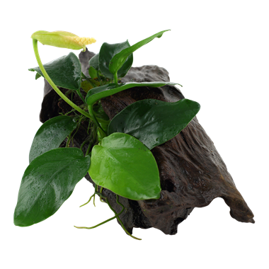 Anubias barteri var. nana op hout