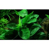 Anubias Barteri Var. Nana on wood