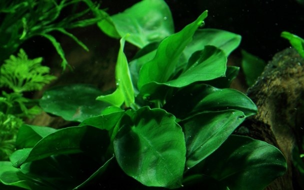 Anubias barteri var. nana op hout