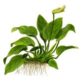 Anubias Barteri Var. Nana on wood