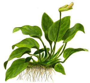 Anubias Barteri Var. Nana on wood