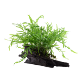 Bolbittis Hipelotii sur le bois