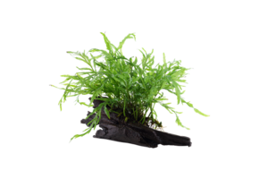 Bolbitis heudelotii op hout