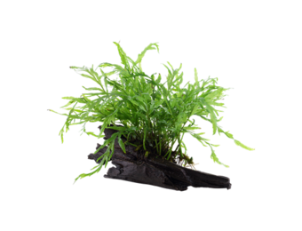 Bolbittis Hipelotii sur le bois