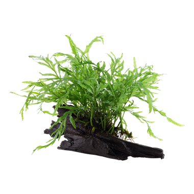 Bolbittis Hipelotii sur le bois