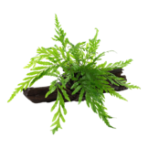 Bolbittis Hipelotii sur le bois