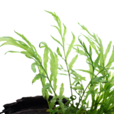 Bolbittis Hipelotii sur le bois