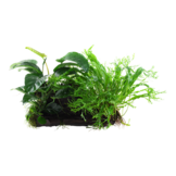 Microsorum - Anubias Duet on wood