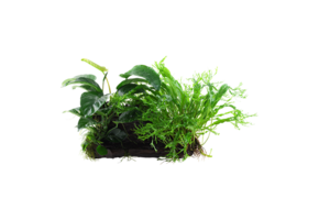 Microsorum - Anubias Duet on wood