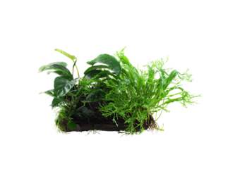 Microsorum - Anubias Duet on wood
