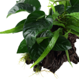 Microsorum - Anubias Duet on wood
