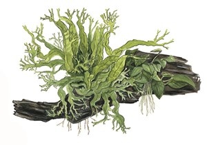 Microsorum - Duet Anubias sur bois