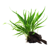 Microsorum pteropus on wood