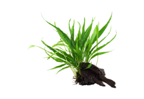 Microsorum pteropus op hout