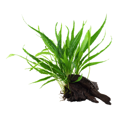 Microsorum pteropus on wood