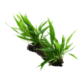 Microsorum pteropus op hout