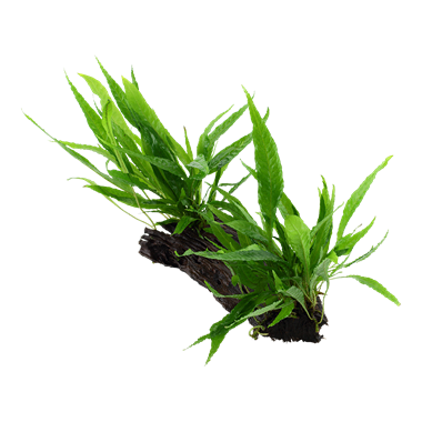 Microsorum pteropus sur bois