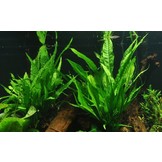 Microsorum pteropus op hout