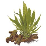 Microsorum pteropus on wood