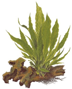 Microsorum pteropus sur bois