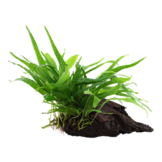 Microsorum pteropus etroit sur bois