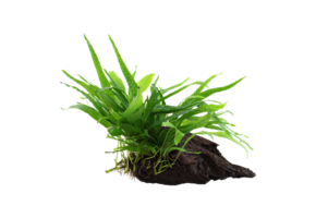 Microsorum Pteropus Narrow on wood