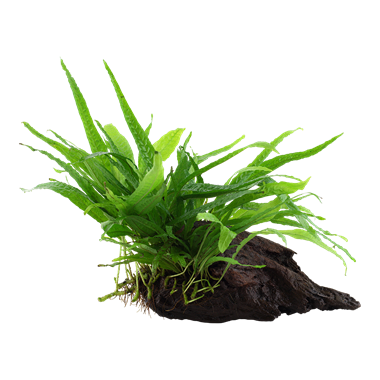 Microsorum Pteropus Narrow on wood