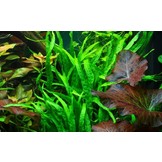 Microsorum pteropus etroit sur bois