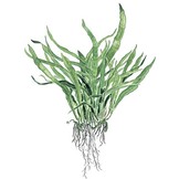 Microsorum pteropus Narrow op hout