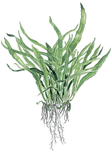 Microsorum Pteropus Narrow on wood