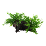 Microsorum pteropus Windelov op hout
