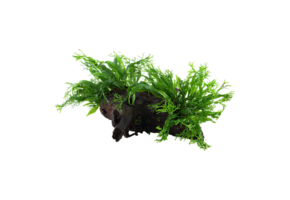 Microsorum pteropus Windelov op hout