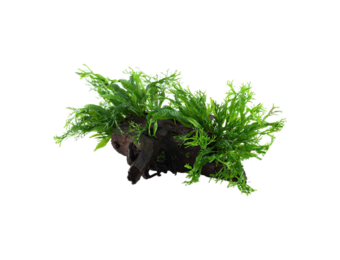 Microsorum pteropus Windelov op hout