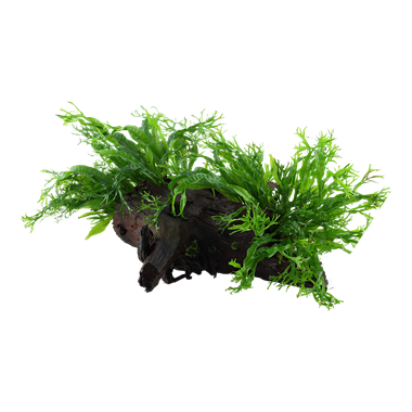 Microsorum pteropus Windelov op hout