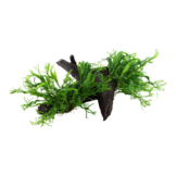 Microsorum pteropus Windelov op hout