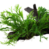 Microsorum pteropus Windelov op hout