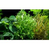 Microsorum pteropus Windelov op hout