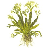 Microsorum pteropus Windelov op hout